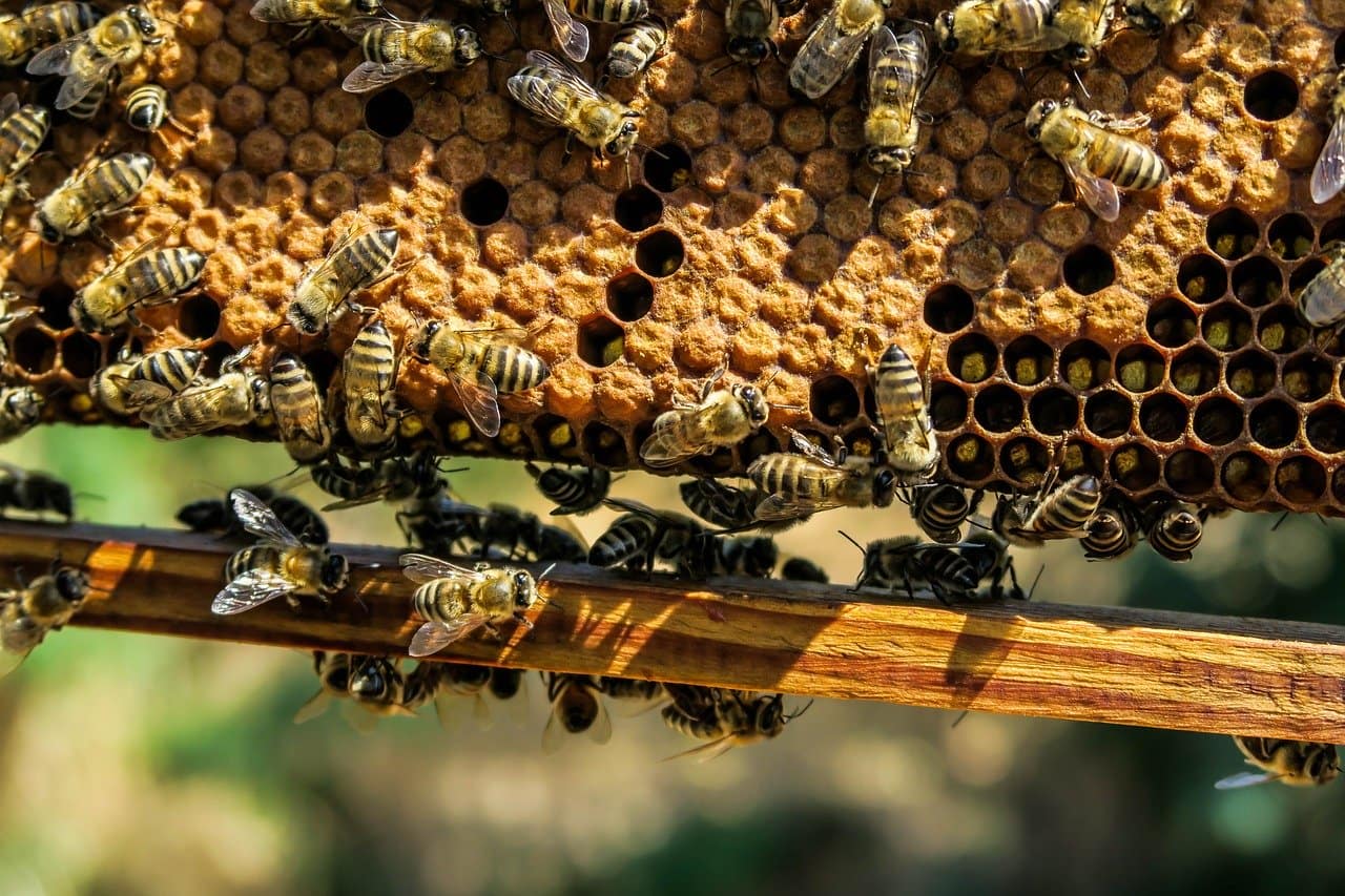 Невероятно! Узнайте эти секреты ремесла, чтобы помочь пчелам пережить холодные зимние месяцы!