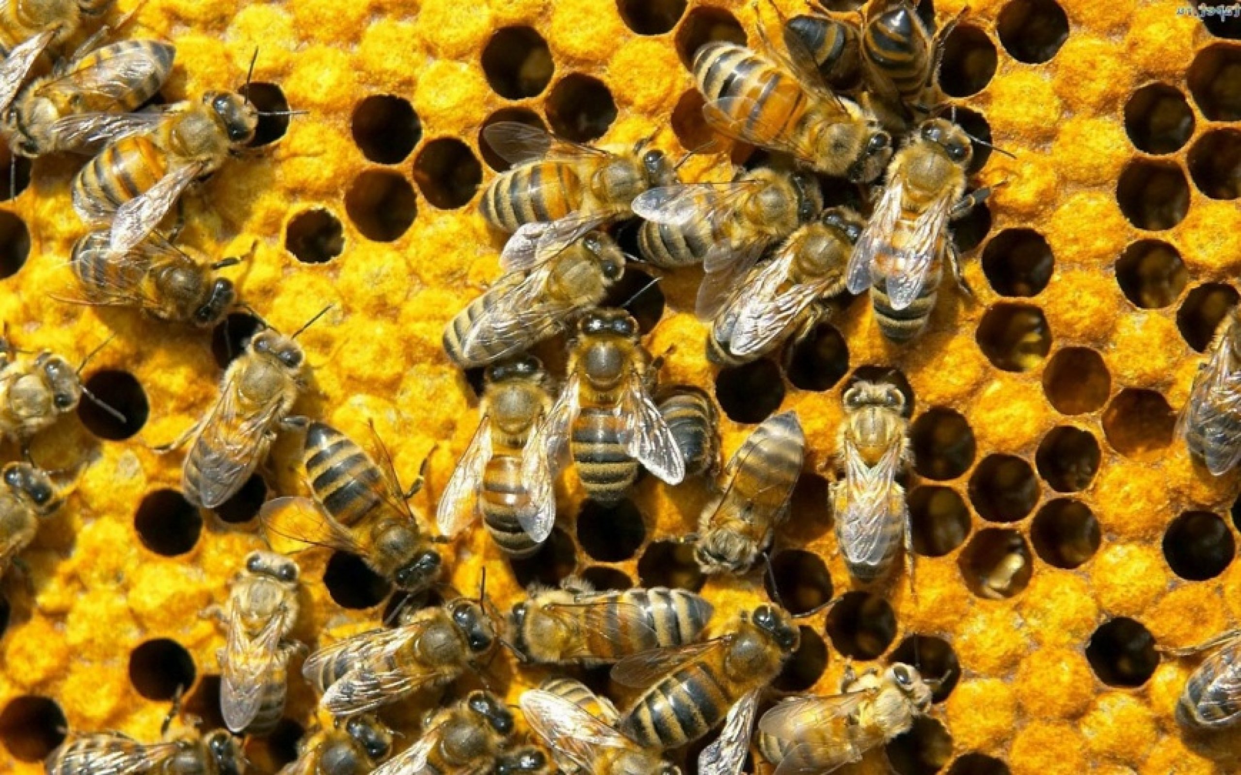 Почему пчеловодство.