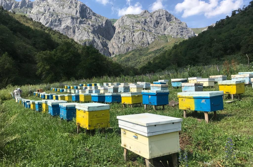 Сколько пчелиных семей заводить на пасеки.