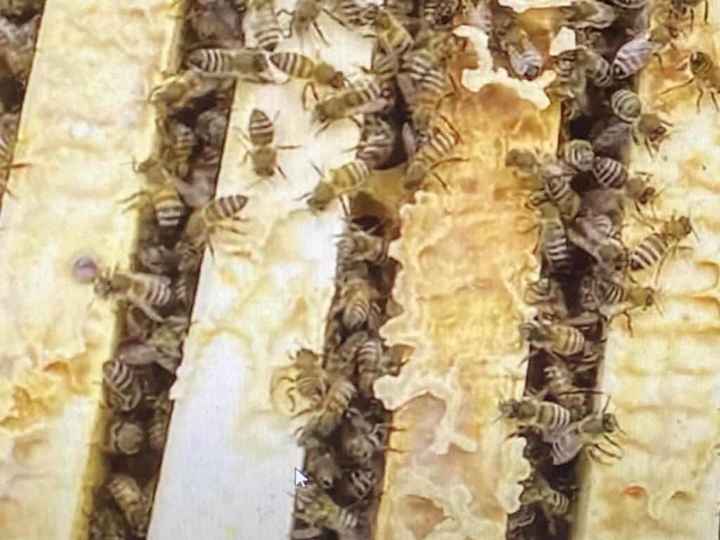 Пчёлы на рамках.