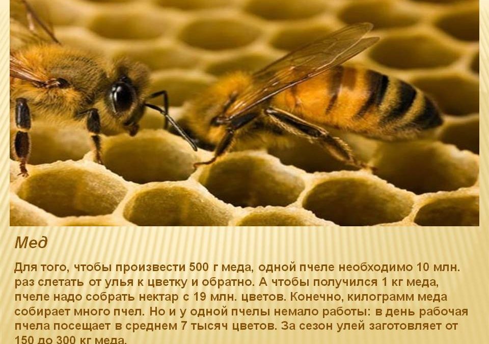 Откройте для себя удивительный способ, с помощью которого вы можете спасти пчел!