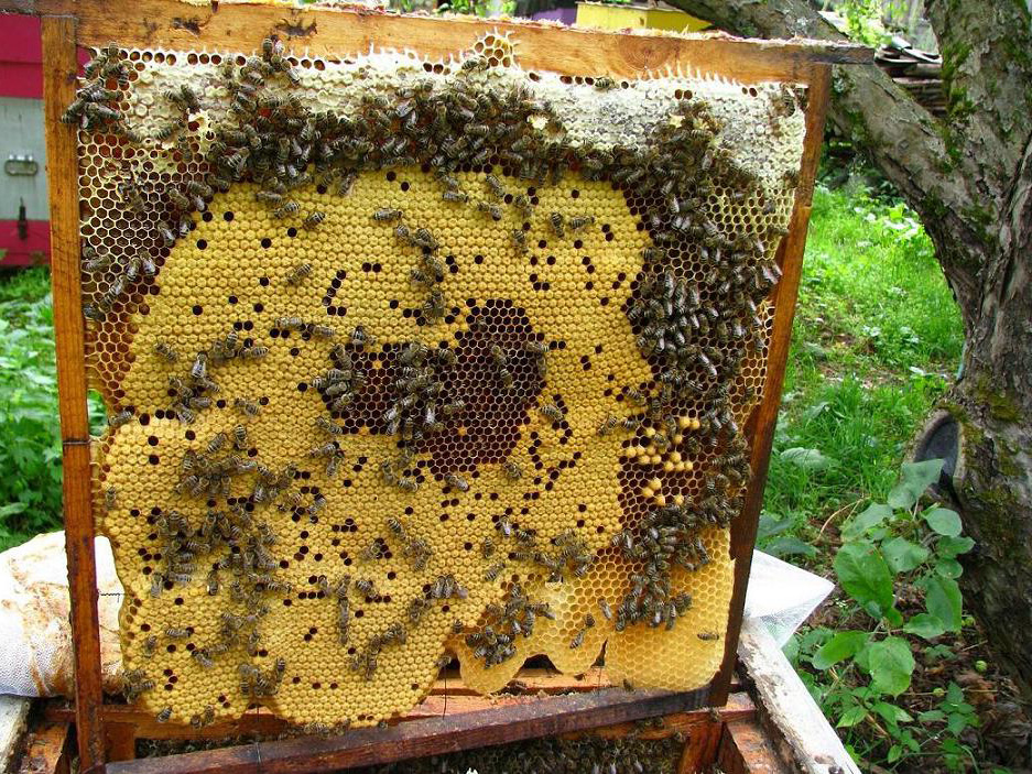 Пчелиная рамка.
