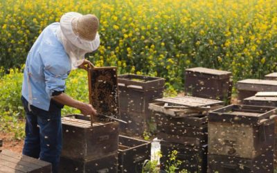 Вы не поверите, какую важную роль играют пчелы в нашей экосистеме!