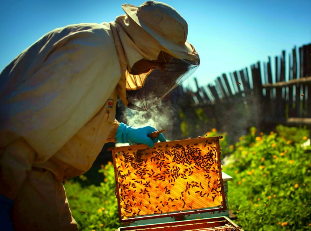 Пчеловод с пчелиной рамкой