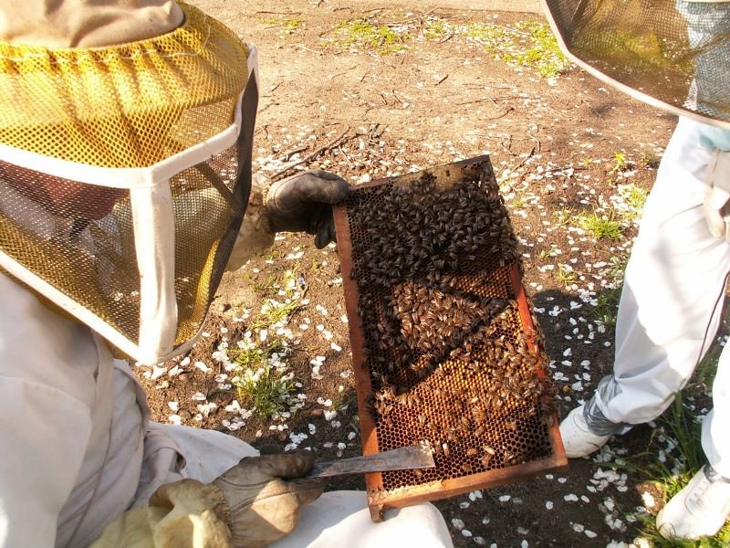 Работа на своей пасеки.Пчеловод с рамкой