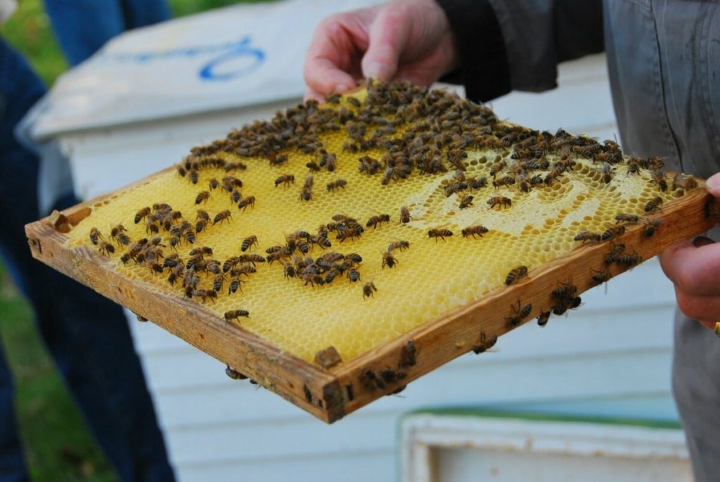 Пчеловод с пчелиной рамкой