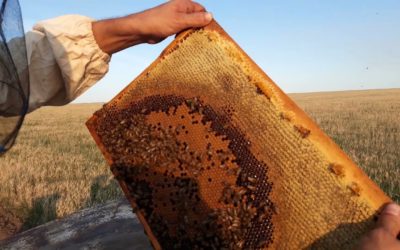 Пчеловоды: узнайте, как разведение пчел может помочь создать устойчивые и здоровые популяции!