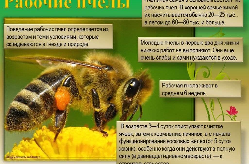 Пчеловоды готовятся к разрушительному воздействию изменения климата на пчел!