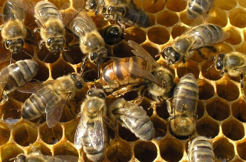 Откройте для себя невероятную связь между медоносными растениями и пчеловодством — вы не поверите, что мы обнаружили!