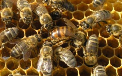 Откройте для себя невероятную связь между медоносными растениями и пчеловодством — вы не поверите, что мы обнаружили!