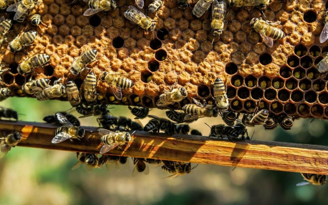Раскройте удивительные социально-экономические преимущества пчеловодства!.