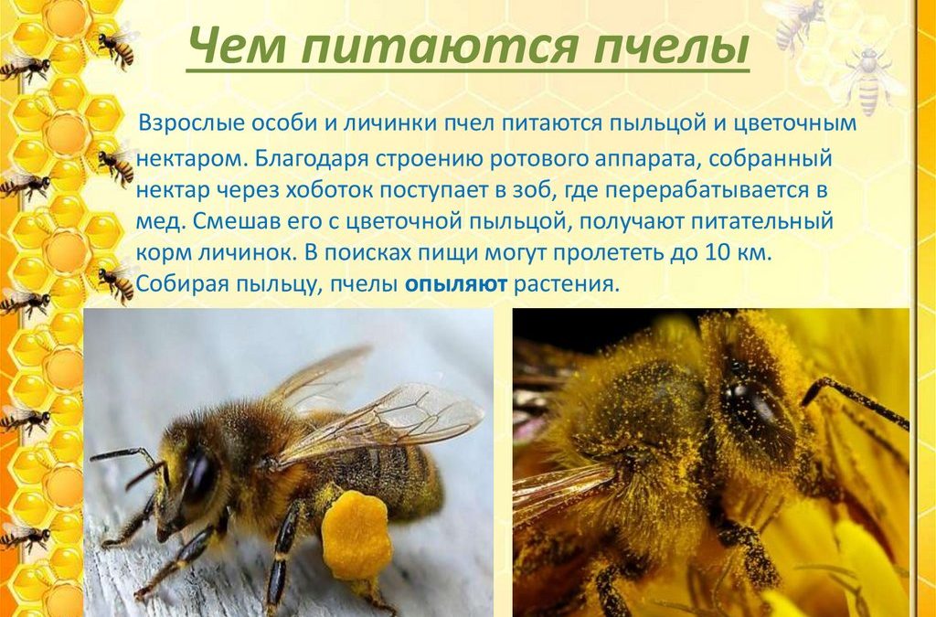 Узнайте, как пчеловоды меняют жизнь своих общин — вы не поверите, что будет дальше!