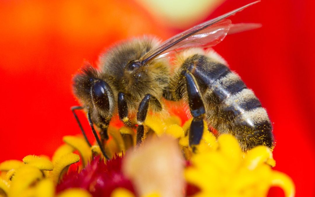 Узнайте, как пчелы помогают развивать наш мир!