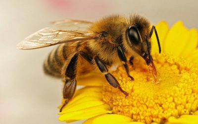 Узнайте, как пчелы и другие насекомые борются за выживание в природе!