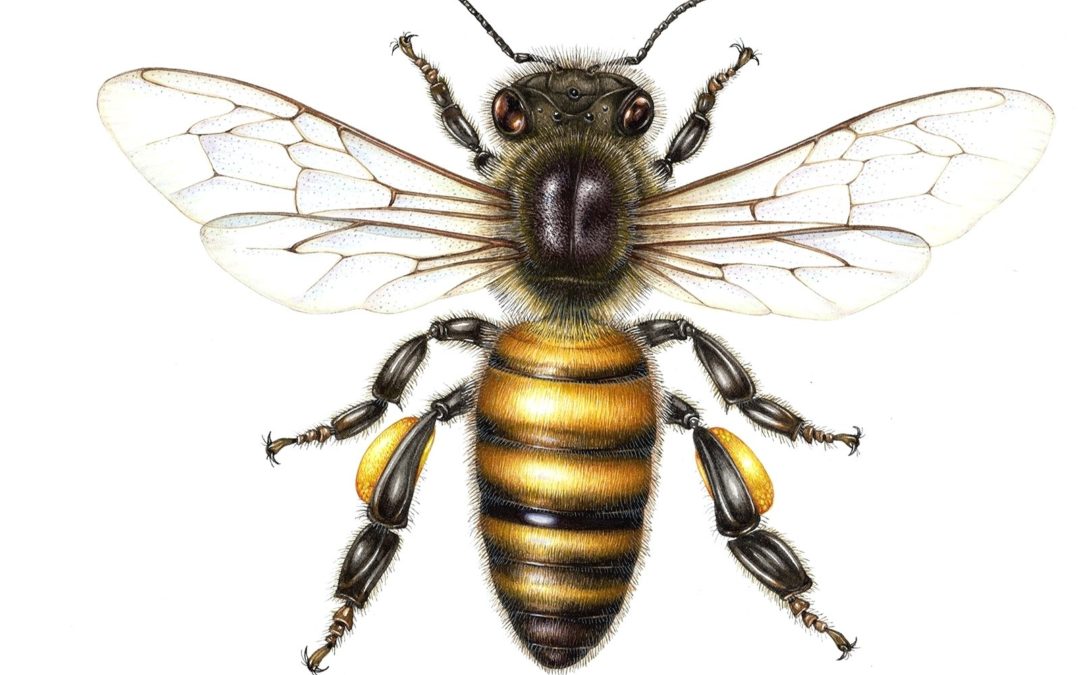 Узнайте о 5 лучших породах пчел для вашей пасеки — учитывайте эти факторы, прежде чем принять решение!