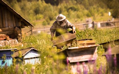 Пчелы и экологический туризм: почему путешественники все больше интересуются пчелами и пасеками.