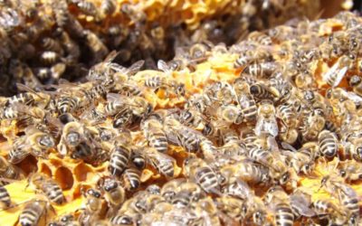 Революционный прорыв! Как биотехнологии помогают обеспечить лучшее будущее для пчел.