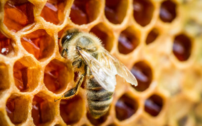 Узнайте, как пчелы неосознанно способствуют решению экологических проблем.