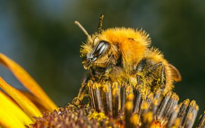 Уход за пчелами в плохую погоду: как сохранить семью пчёл здоровой и сильной.