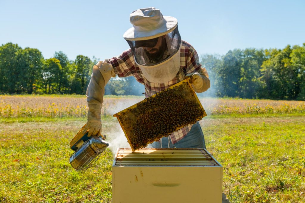 Пчеловод на пасеки с рамкой
