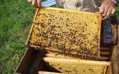 Откройте для себя невероятные преимущества дружественного пчелам садоводства: как сделать свой сад более плодородным!