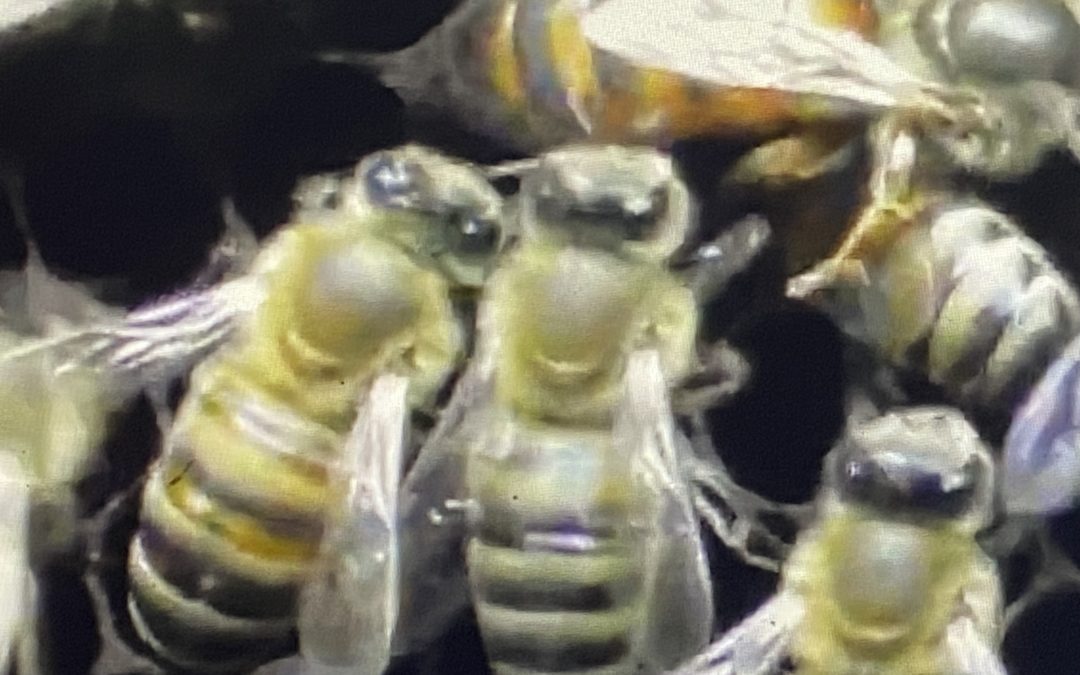 Удивительные преимущества прополиса: вы не поверите, что это пчелиное вещество может сделать для вас!