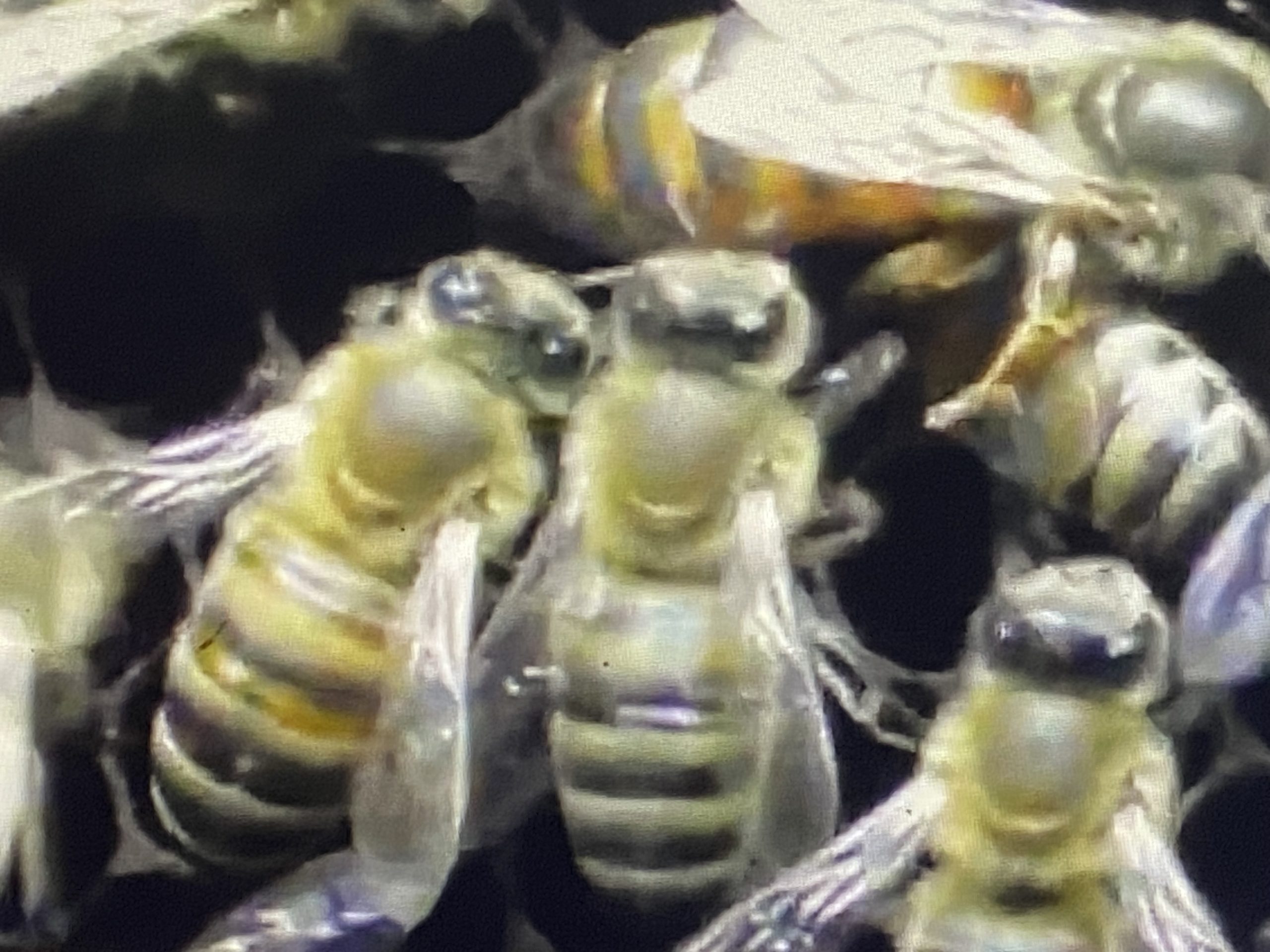 Песня пчела пчеловод. Композиция с пчелами. Пчелы лечебные вещества. Песня про пчелу. Ты пчела я пчеловод.