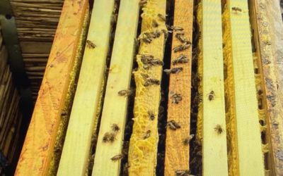Невероятно! Узнайте о невероятной эволюции пчел: откуда они появились, как долго существуют и многое другое!
