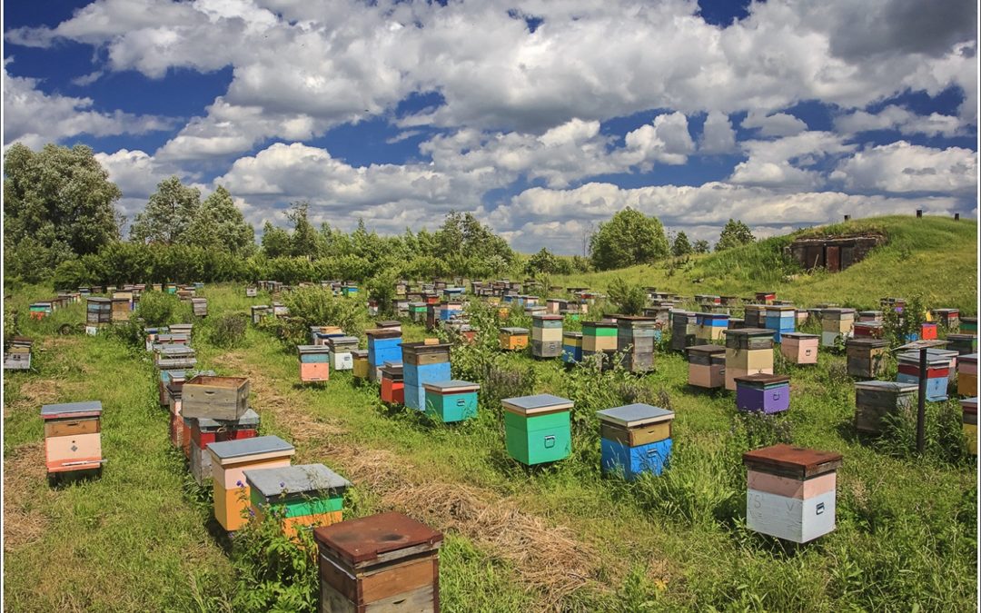 Узнайте, как пчелы способствуют развитию экотуризма повсюду!