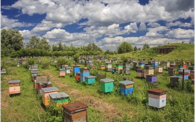 Узнайте, как пчелы способствуют развитию экотуризма повсюду!