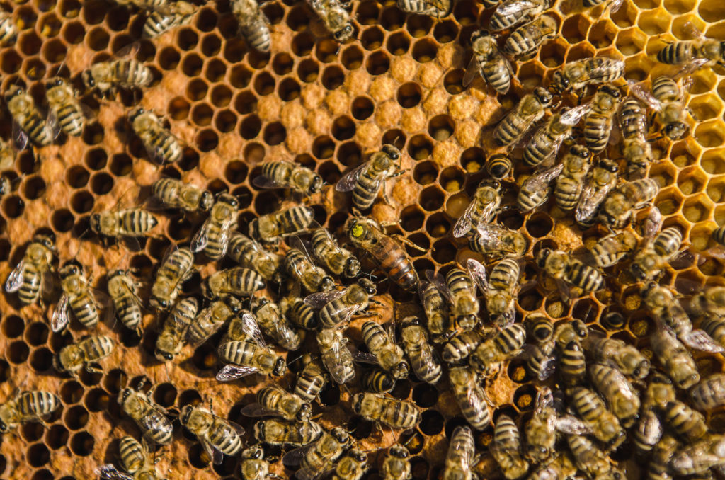 Пчёлы на рамке