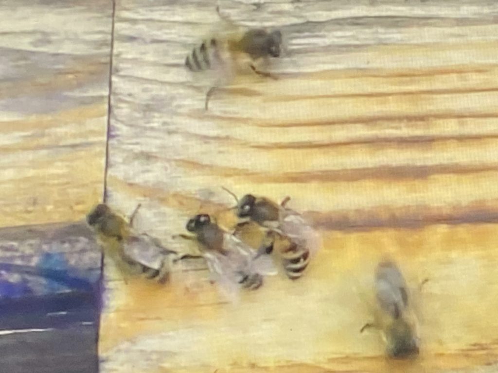 Пчелы на палке