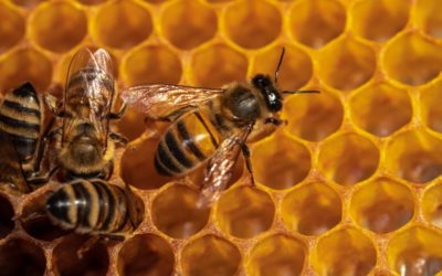 Пчелы и другие насекомые: взаимодействие и конкуренция в природе.