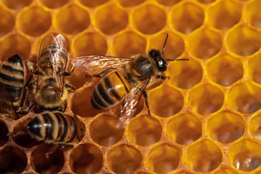 Пчелы и другие насекомые: взаимодействие и конкуренция в природе.