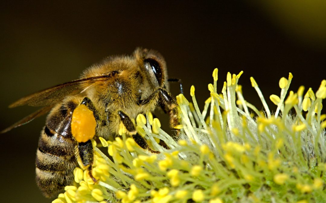 Пчелы в городе: городские пасеки как способ сохранения популяции и экологической стабильности.