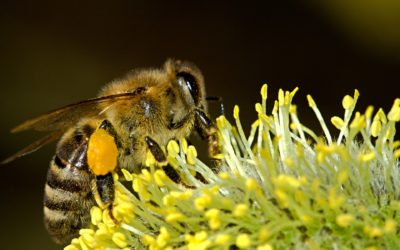Пчелы в городе: городские пасеки как способ сохранения популяции и экологической стабильности.