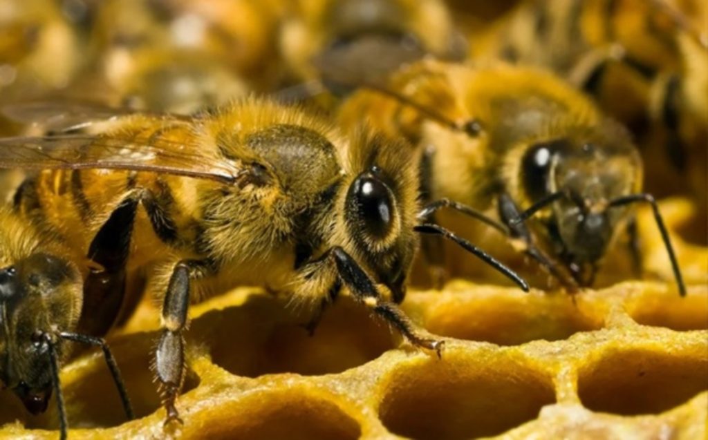 Пчёлы на пчелиной рамке