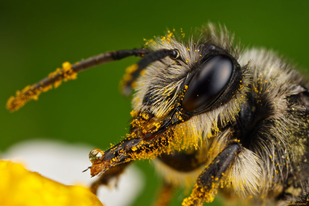 Пчела с близкого расстояния