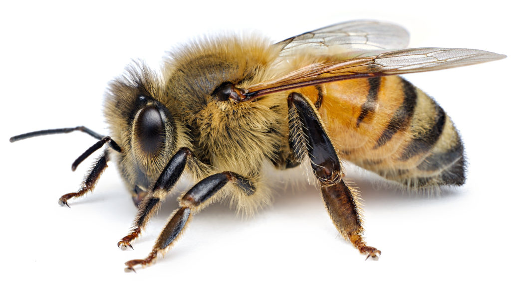 белая медоносная пчела