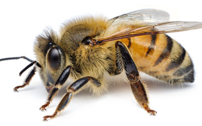 Можете ли вы в это поверить? Узнайте ответ на вопрос: нужны ли пчелам люди?