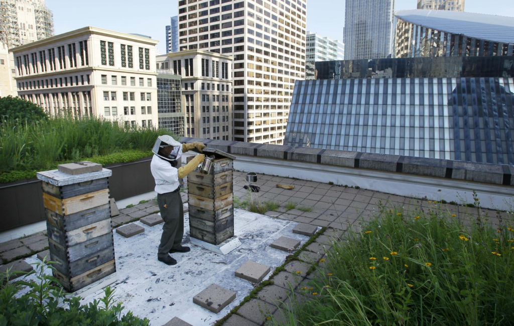 Разведение пчёл на балконе
