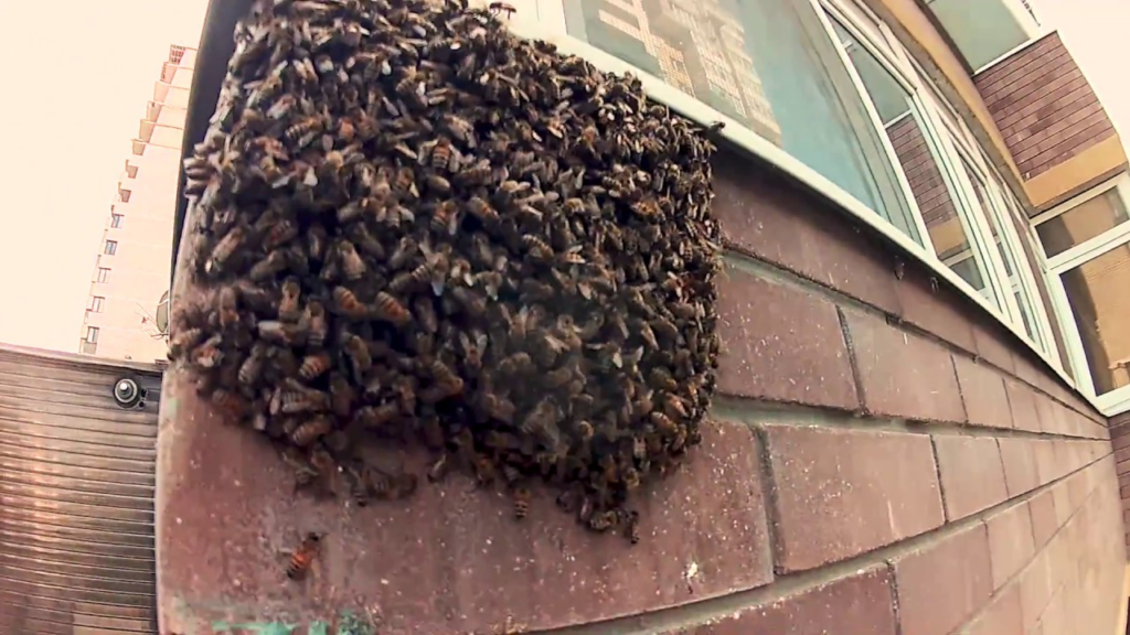Пчёлы на балконе
