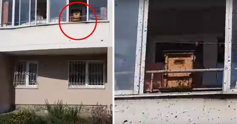 Разведение пчёл на балконе