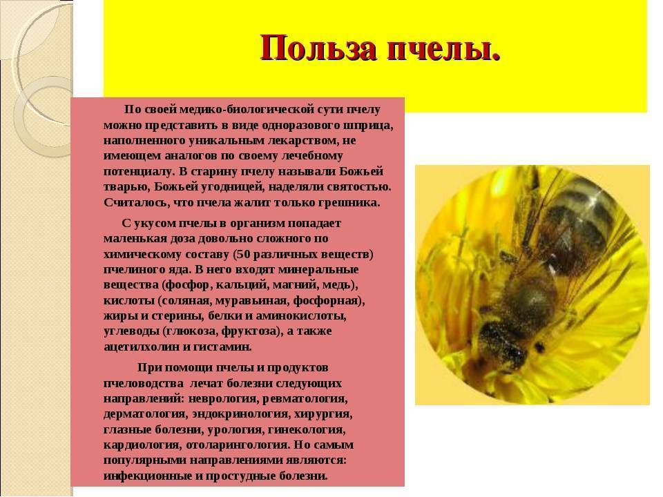 Польза пчёл в медицине
