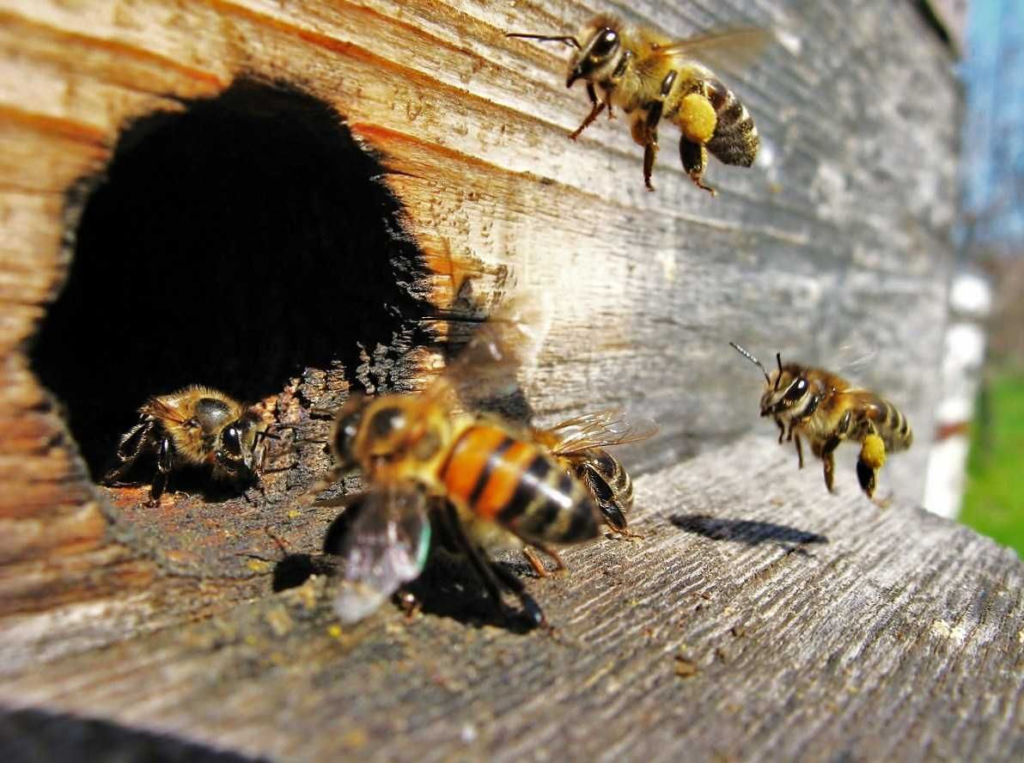 Пчёлы перед летком