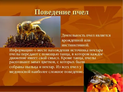 Пчелы и общественная активность