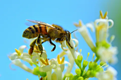 Пчела рядом с цветком