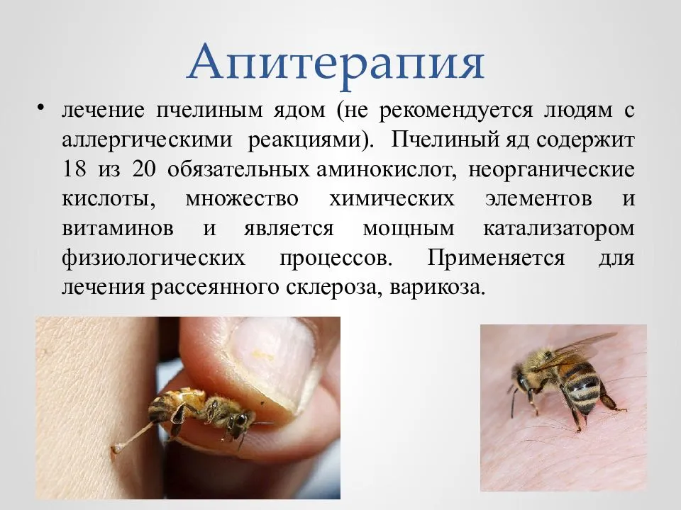 Пчёлы в медецине
