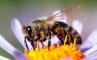 Невероятно! Это новое исследование раскрывает невероятные секреты о мозге и поведении пчел!
