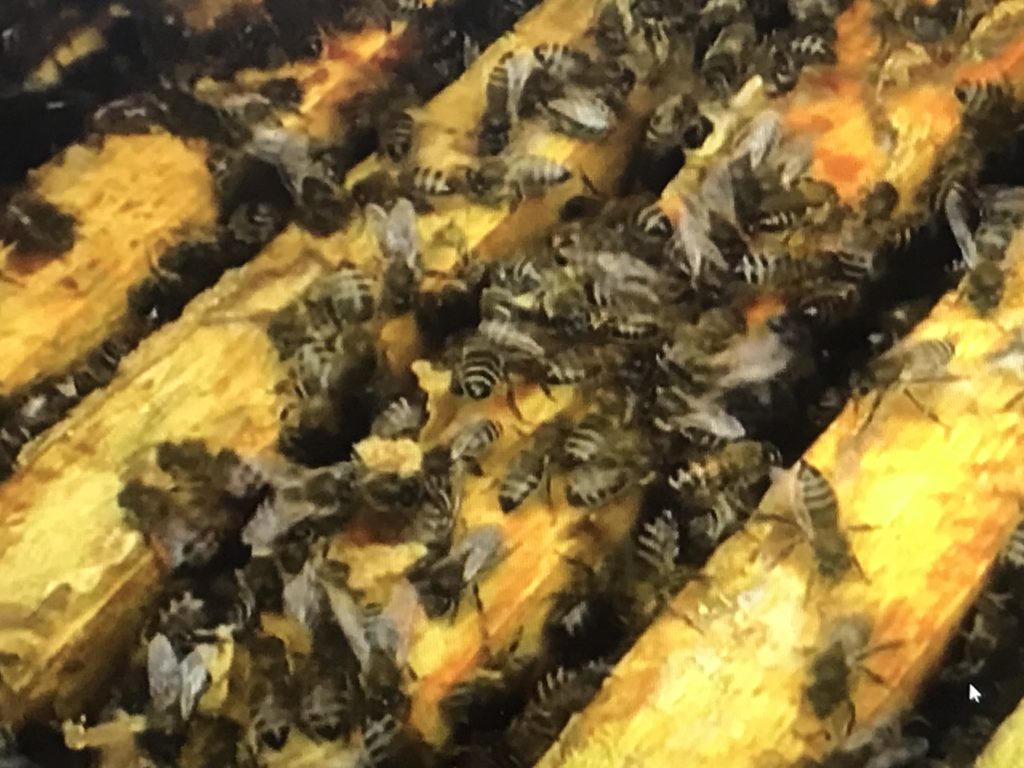 Пчёлы на рамке